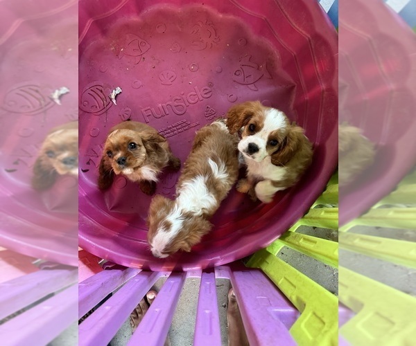 Medium Photo #9 Cavalier King Charles Spaniel Puppy For Sale in ALBUQUERQUE, NM, USA