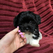 Small Photo #15 Havanese Puppy For Sale in HOUSTON, TX, USA