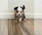 Small #1 Miniature Australian Shepherd