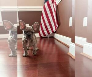French Bulldog Puppy for sale in CHARLOTTE, NC, USA