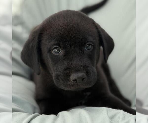 Medium Photo #1 Labrador Retriever-Unknown Mix Puppy For Sale in San Diego, CA, USA