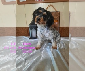 Cavapoo Dog for Adoption in SHIPSHEWANA, Indiana USA