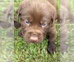 Puppy Puppy 1 Labrador Retriever