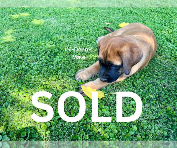 Medium Photo #23 American Mastiff-Saint Bernard Mix Puppy For Sale in HATCH, NM, USA