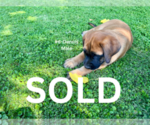 Litter of 6 - Male(s) and Female(s) American Mastiff-Saint Bernard MixLitter of Puppies for Sale - Photo #23
