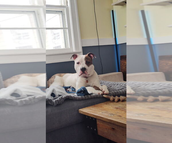 Medium Photo #10 Mutt Puppy For Sale in Minneapolis, MN, USA