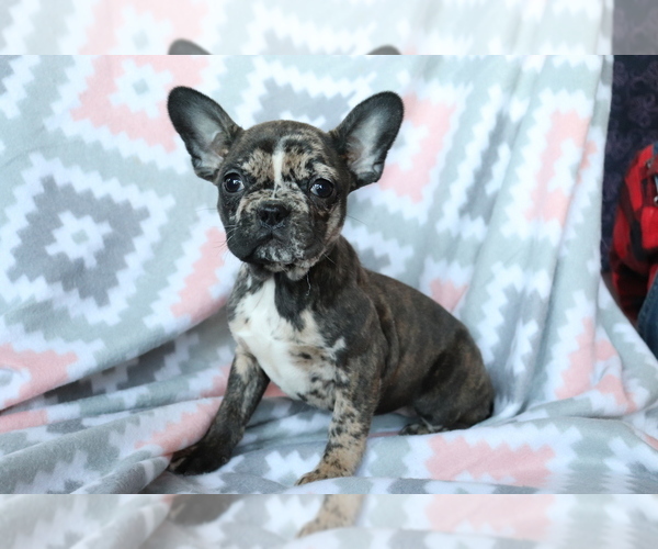 Medium Photo #1 Faux Frenchbo Bulldog Puppy For Sale in SHILOH, OH, USA