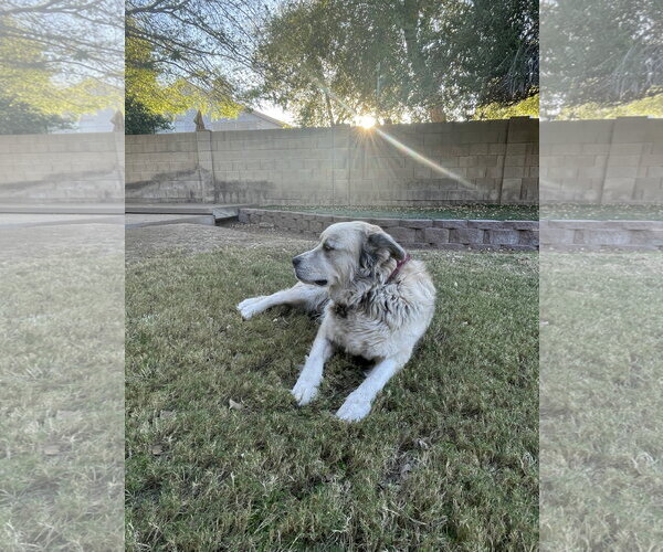Medium Photo #3 Alusky Puppy For Sale in Chandler, AZ, USA