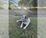 Small Photo #3 Alusky Puppy For Sale in Chandler, AZ, USA