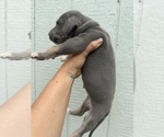 Small Photo #67 Great Dane Puppy For Sale in HALLETTSVILLE, TX, USA