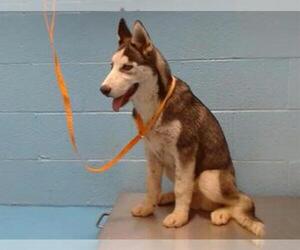 Siberian Husky Dogs for adoption in Moreno Valley, CA, USA