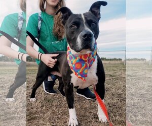 Boxer-Unknown Mix Dogs for adoption in Denton, TX, USA