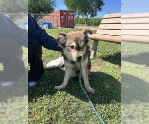 Siberian Husky-Unknown Mix Dogs for adoption in Pasadena, TX, USA