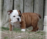 Small Photo #2 English Bulldog Puppy For Sale in VERONA, MO, USA