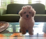 Small Photo #2 Poodle (Miniature) Puppy For Sale in HIGH POINT, NC, USA