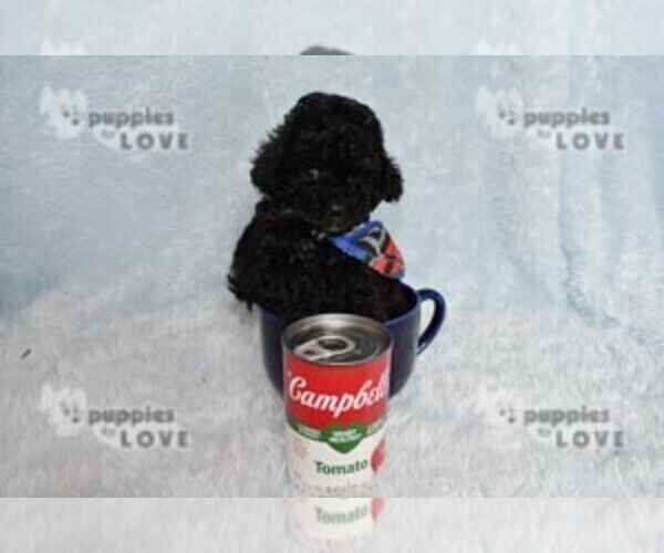 Medium Photo #10 Poodle (Toy) Puppy For Sale in SANGER, TX, USA
