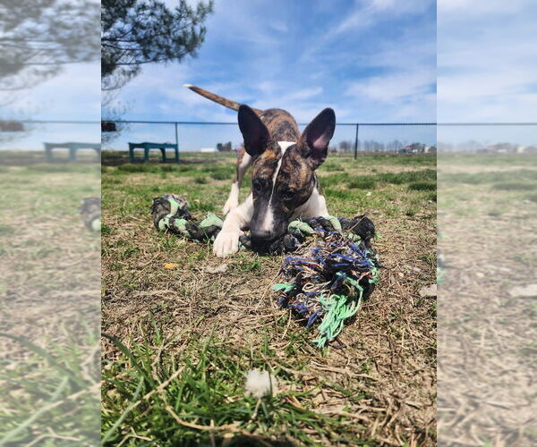 Medium Photo #1 Bull Terrier Puppy For Sale in Evansville, IN, USA