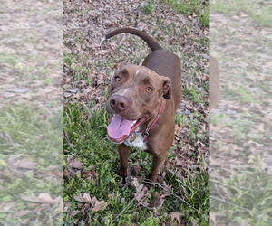 American Pit Bull Terrier-Labrador Retriever Mix Dogs for adoption in Boston, MA, USA