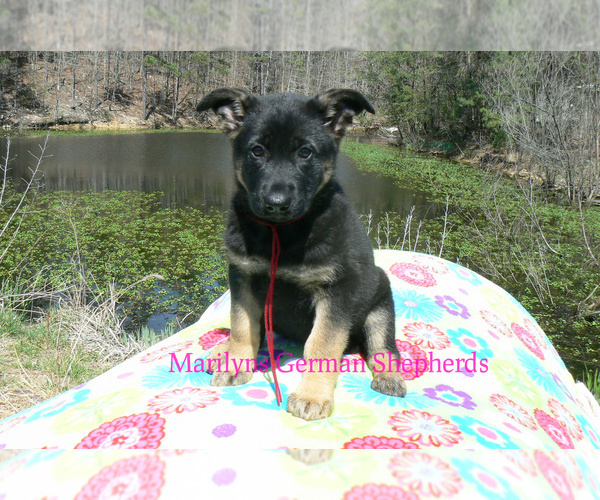 Medium Photo #6 German Shepherd Dog Puppy For Sale in PIEDMONT, MO, USA