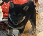 Small Photo #8 Shiba Inu Puppy For Sale in ELIZABETH CITY, NC, USA
