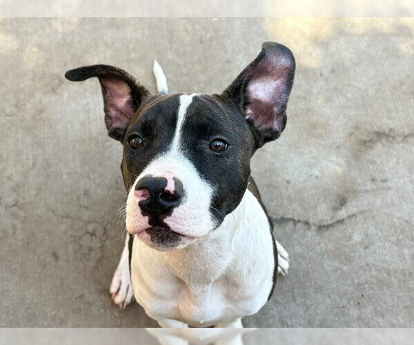 Medium Photo #1 Mutt Puppy For Sale in Tulsa, OK, USA