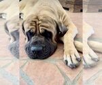 Small #8 Mastiff