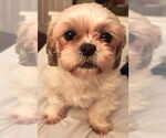 Small #3 Shih Tzu
