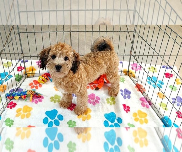 Medium Photo #12 Havapoo Puppy For Sale in ORO VALLEY, AZ, USA