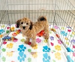 Rex - Male Havapoo Puppy for Sale - Photo #12