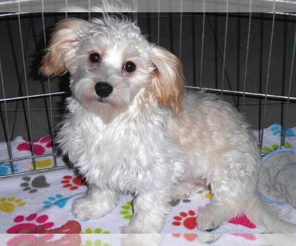 Medium Photo #1 Havanese Puppy For Sale in ORO VALLEY, AZ, USA
