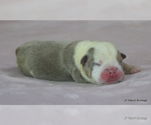 Medium Photo #5 Bulldog Puppy For Sale in WINNSBORO, TX, USA