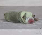 Small #4 Bulldog