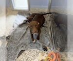 Small #3 American Staffordshire Terrier Mix