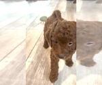 Small #1 Golden Retriever-Poodle (Toy) Mix