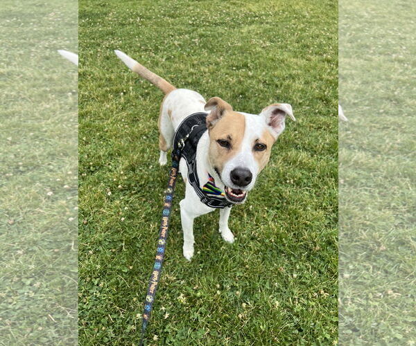 Medium Photo #3 Mutt Puppy For Sale in Fort Collins, CO, USA