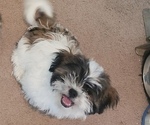 Small Photo #4 Zuchon Puppy For Sale in PHOENIX, AZ, USA