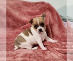 Small Photo #3 Chihuahua Puppy For Sale in MOUNT AIRY, NC, USA