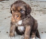 Puppy Nemo Newfoundland-Saint Bernard Mix