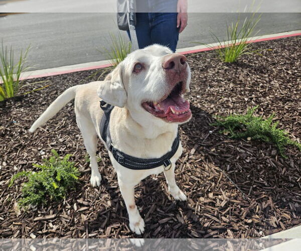 Medium Photo #3 Labrador Retriever Puppy For Sale in Clovis, CA, USA