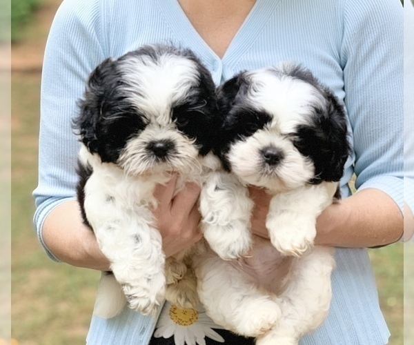 Medium Photo #2 Shih Tzu Puppy For Sale in BUFORD, GA, USA