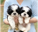 Small Photo #2 Shih Tzu Puppy For Sale in BUFORD, GA, USA