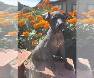 Xoloitzcuintli (Mexican Hairless) Puppy for sale in HAMMOND, IN, USA