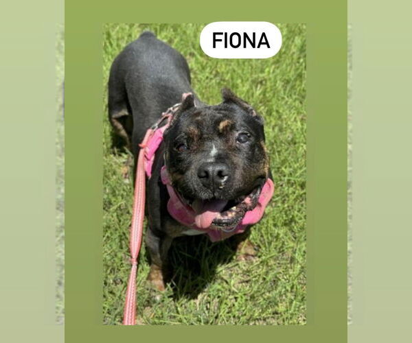 Medium Photo #9 Bullmastiff-Unknown Mix Puppy For Sale in Muskegon, MI, USA