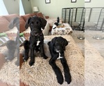 Small #1 Great Dane-Sheepadoodle Mix