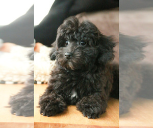 Havanese-Poodle (Toy) Mix Puppy for sale in SYRACUSE, IN, USA