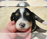 Small #1 Bernedoodle