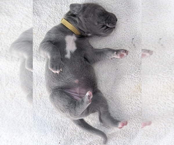 Medium Photo #13 Great Dane Puppy For Sale in OLATHE, CO, USA