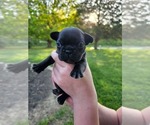Small #2 French Bulldog
