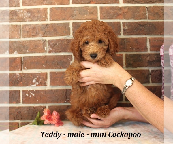 Medium Photo #2 Cockapoo (Miniature) Puppy For Sale in CLARKRANGE, TN, USA