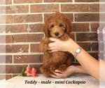 Small #1 Cockapoo (Miniature)